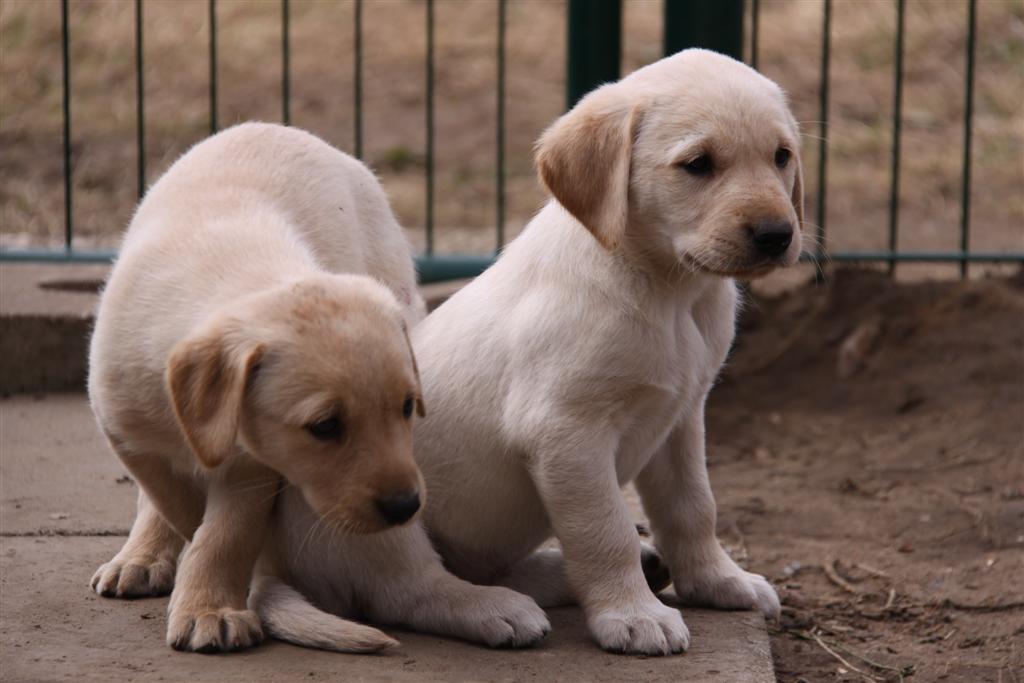 Unser Kennel Startseite Der Labradorzucht From The Emperors Garden